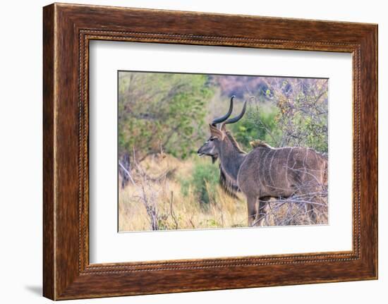 Botswana. Chobe National Park. Savuti. Greater Kudu-Inger Hogstrom-Framed Photographic Print