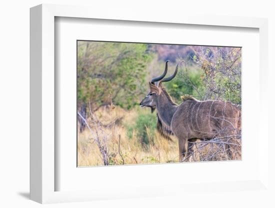 Botswana. Chobe National Park. Savuti. Greater Kudu-Inger Hogstrom-Framed Photographic Print