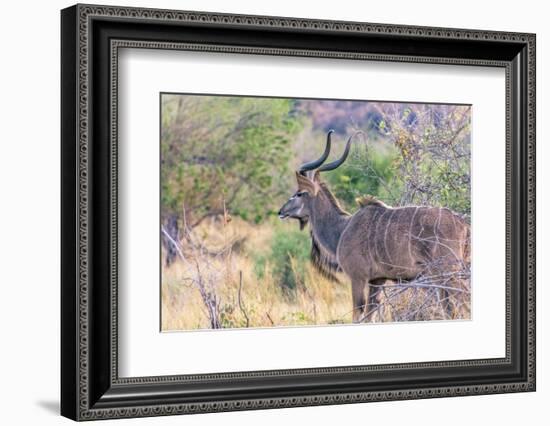 Botswana. Chobe National Park. Savuti. Greater Kudu-Inger Hogstrom-Framed Photographic Print