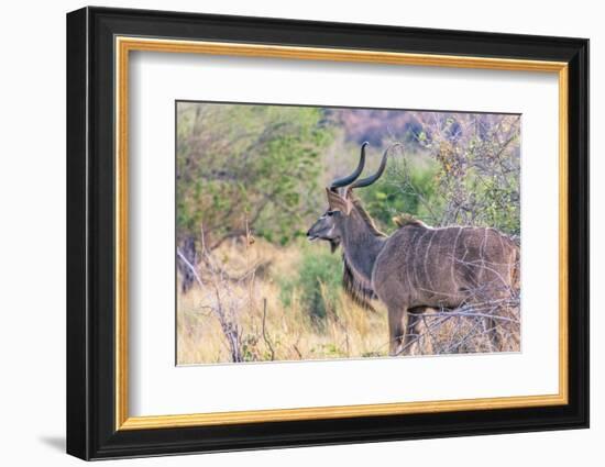 Botswana. Chobe National Park. Savuti. Greater Kudu-Inger Hogstrom-Framed Photographic Print