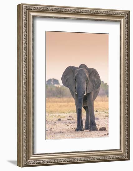 Botswana. Chobe National Park. Savuti. Harvey's Pan. Elephant at a Water Hole-Inger Hogstrom-Framed Photographic Print