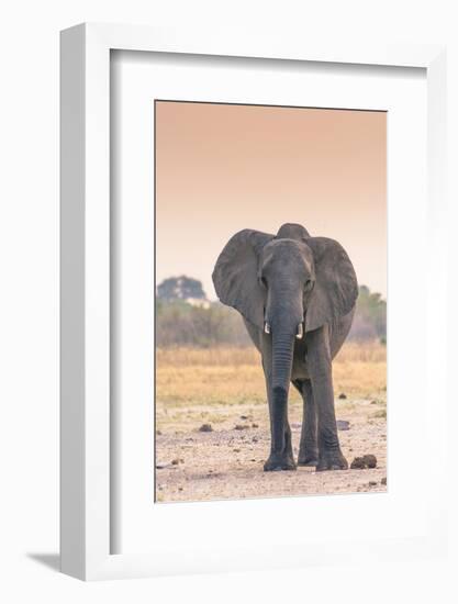 Botswana. Chobe National Park. Savuti. Harvey's Pan. Elephant at a Water Hole-Inger Hogstrom-Framed Photographic Print