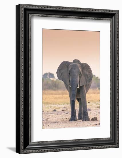 Botswana. Chobe National Park. Savuti. Harvey's Pan. Elephant at a Water Hole-Inger Hogstrom-Framed Photographic Print