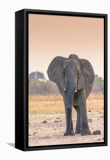 Botswana. Chobe National Park. Savuti. Harvey's Pan. Elephant at a Water Hole-Inger Hogstrom-Framed Premier Image Canvas