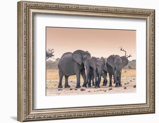 Botswana. Chobe National Park. Savuti. Harvey's Pan. Elephants Drinking at a Water Hole at Sunset-Inger Hogstrom-Framed Photographic Print