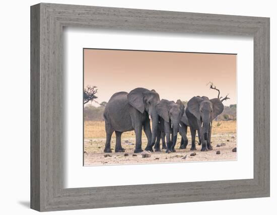 Botswana. Chobe National Park. Savuti. Harvey's Pan. Elephants Drinking at a Water Hole at Sunset-Inger Hogstrom-Framed Photographic Print