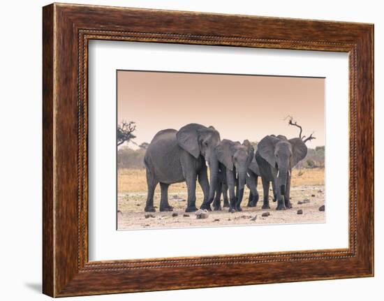 Botswana. Chobe National Park. Savuti. Harvey's Pan. Elephants Drinking at a Water Hole at Sunset-Inger Hogstrom-Framed Photographic Print