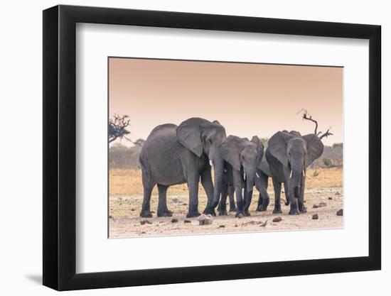 Botswana. Chobe National Park. Savuti. Harvey's Pan. Elephants Drinking at a Water Hole at Sunset-Inger Hogstrom-Framed Photographic Print