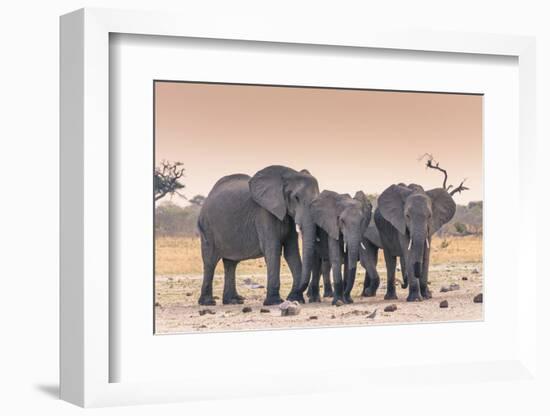 Botswana. Chobe National Park. Savuti. Harvey's Pan. Elephants Drinking at a Water Hole at Sunset-Inger Hogstrom-Framed Photographic Print