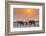 Botswana. Chobe National Park. Savuti. Harvey's Pan. Elephants Drinking at a Water Hole at Sunset-Inger Hogstrom-Framed Photographic Print