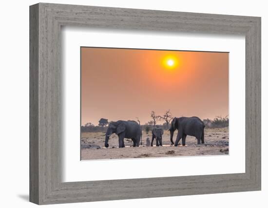 Botswana. Chobe National Park. Savuti. Harvey's Pan. Elephants Drinking at a Water Hole at Sunset-Inger Hogstrom-Framed Photographic Print