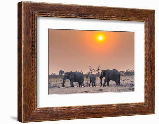 Botswana. Chobe National Park. Savuti. Harvey's Pan. Elephants Drinking at a Water Hole at Sunset-Inger Hogstrom-Framed Photographic Print