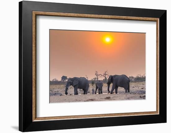 Botswana. Chobe National Park. Savuti. Harvey's Pan. Elephants Drinking at a Water Hole at Sunset-Inger Hogstrom-Framed Photographic Print