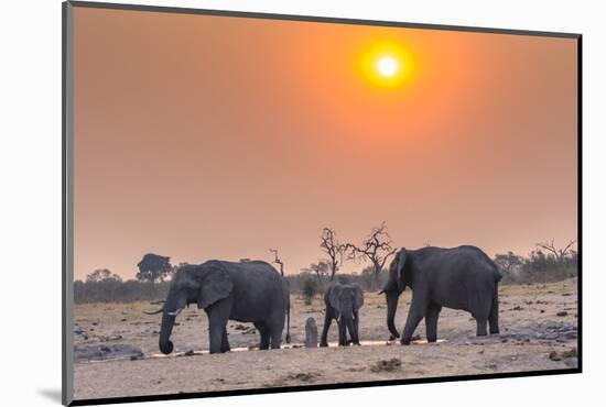 Botswana. Chobe National Park. Savuti. Harvey's Pan. Elephants Drinking at a Water Hole at Sunset-Inger Hogstrom-Mounted Photographic Print