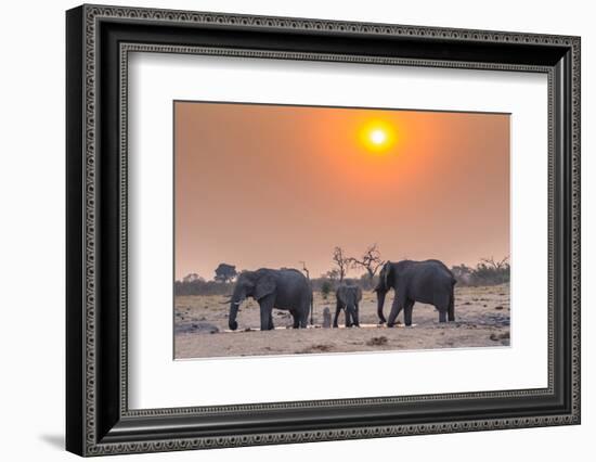 Botswana. Chobe National Park. Savuti. Harvey's Pan. Elephants Drinking at a Water Hole at Sunset-Inger Hogstrom-Framed Photographic Print