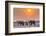 Botswana. Chobe National Park. Savuti. Harvey's Pan. Elephants Drinking at a Water Hole at Sunset-Inger Hogstrom-Framed Photographic Print