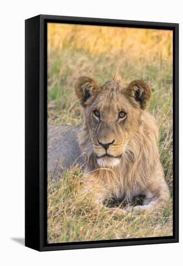 Botswana. Chobe National Park. Savuti. Juvenile Male Lion-Inger Hogstrom-Framed Premier Image Canvas