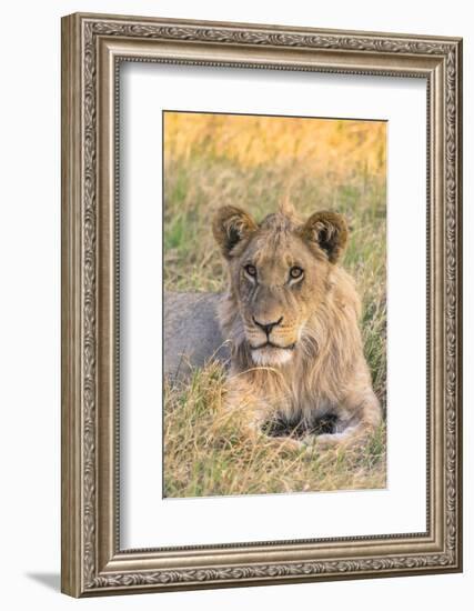 Botswana. Chobe National Park. Savuti. Juvenile Male Lion-Inger Hogstrom-Framed Photographic Print