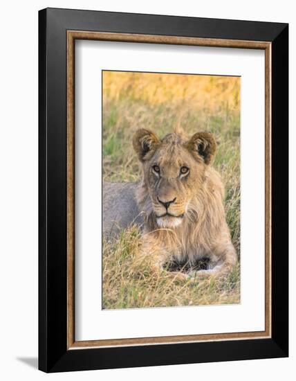 Botswana. Chobe National Park. Savuti. Juvenile Male Lion-Inger Hogstrom-Framed Photographic Print