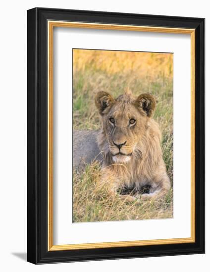 Botswana. Chobe National Park. Savuti. Juvenile Male Lion-Inger Hogstrom-Framed Photographic Print