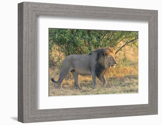 Botswana. Chobe National Park. Savuti. Male Lion Walking-Inger Hogstrom-Framed Photographic Print