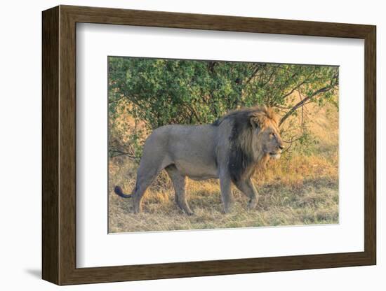 Botswana. Chobe National Park. Savuti. Male Lion Walking-Inger Hogstrom-Framed Photographic Print