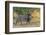 Botswana. Chobe National Park. Savuti. Male Lion Walking-Inger Hogstrom-Framed Photographic Print