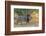 Botswana. Chobe National Park. Savuti. Male Lion Walking-Inger Hogstrom-Framed Photographic Print