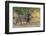 Botswana. Chobe National Park. Savuti. Male Lion Walking-Inger Hogstrom-Framed Photographic Print