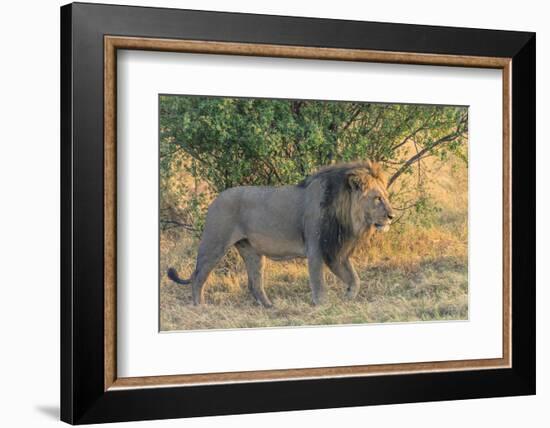 Botswana. Chobe National Park. Savuti. Male Lion Walking-Inger Hogstrom-Framed Photographic Print