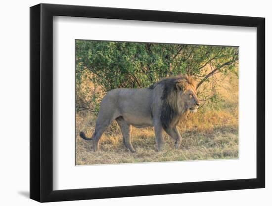 Botswana. Chobe National Park. Savuti. Male Lion Walking-Inger Hogstrom-Framed Photographic Print