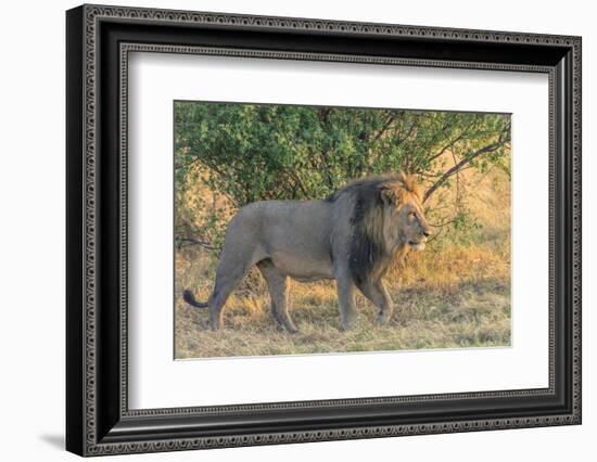 Botswana. Chobe National Park. Savuti. Male Lion Walking-Inger Hogstrom-Framed Photographic Print