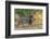 Botswana. Chobe National Park. Savuti. Male Lion Walking-Inger Hogstrom-Framed Photographic Print