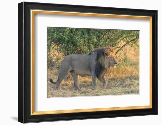 Botswana. Chobe National Park. Savuti. Male Lion Walking-Inger Hogstrom-Framed Photographic Print