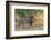 Botswana. Chobe National Park. Savuti. Male Lion Walking-Inger Hogstrom-Framed Photographic Print