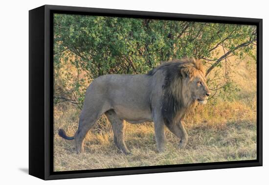 Botswana. Chobe National Park. Savuti. Male Lion Walking-Inger Hogstrom-Framed Premier Image Canvas