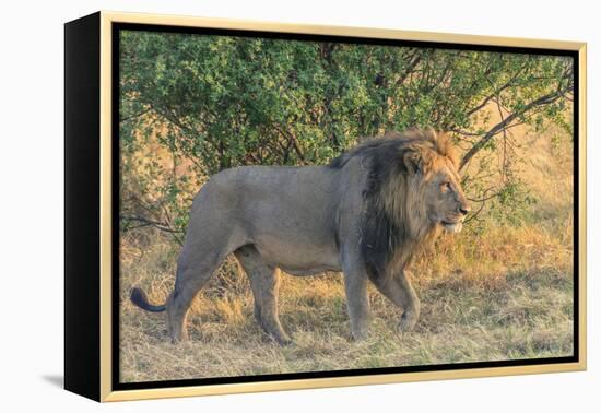 Botswana. Chobe National Park. Savuti. Male Lion Walking-Inger Hogstrom-Framed Premier Image Canvas