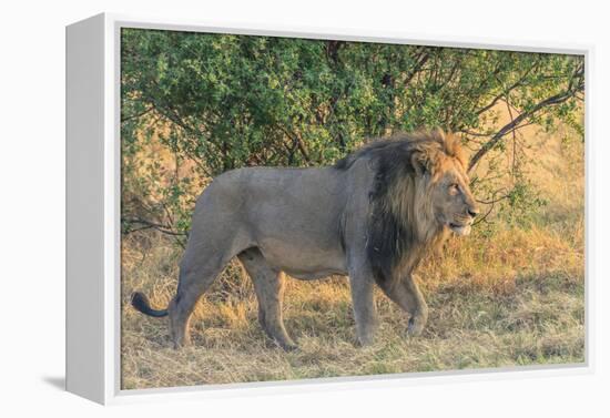 Botswana. Chobe National Park. Savuti. Male Lion Walking-Inger Hogstrom-Framed Premier Image Canvas