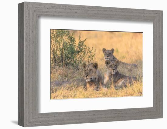 Botswana. Chobe National Park. Savuti. Pride of Lions Resting in the Shade-Inger Hogstrom-Framed Photographic Print