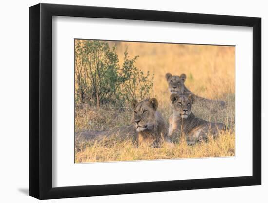 Botswana. Chobe National Park. Savuti. Pride of Lions Resting in the Shade-Inger Hogstrom-Framed Photographic Print