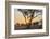 Botswana. Chobe National Park. Savuti. Sun Setting Beyond Rain Trees-Inger Hogstrom-Framed Photographic Print