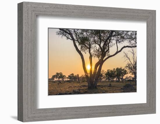 Botswana. Chobe National Park. Savuti. Sun Setting Beyond Rain Trees-Inger Hogstrom-Framed Photographic Print