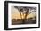 Botswana. Chobe National Park. Savuti. Sun Setting Beyond Rain Trees-Inger Hogstrom-Framed Photographic Print