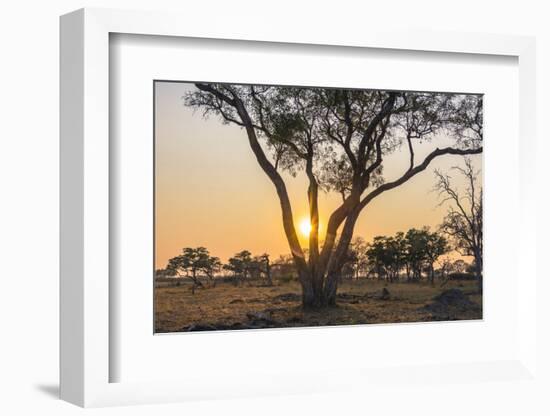 Botswana. Chobe National Park. Savuti. Sun Setting Beyond Rain Trees-Inger Hogstrom-Framed Photographic Print