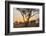 Botswana. Chobe National Park. Savuti. Sun Setting Beyond Rain Trees-Inger Hogstrom-Framed Photographic Print