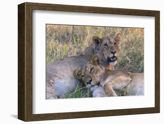 Botswana. Chobe National Park. Savuti. Young Lion Cubs Resting-Inger Hogstrom-Framed Photographic Print