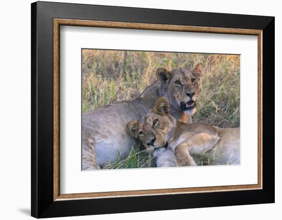 Botswana. Chobe National Park. Savuti. Young Lion Cubs Resting-Inger Hogstrom-Framed Photographic Print