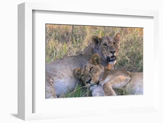 Botswana. Chobe National Park. Savuti. Young Lion Cubs Resting-Inger Hogstrom-Framed Photographic Print