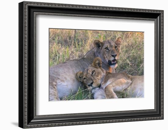 Botswana. Chobe National Park. Savuti. Young Lion Cubs Resting-Inger Hogstrom-Framed Photographic Print