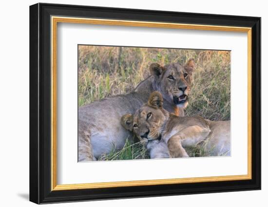 Botswana. Chobe National Park. Savuti. Young Lion Cubs Resting-Inger Hogstrom-Framed Photographic Print